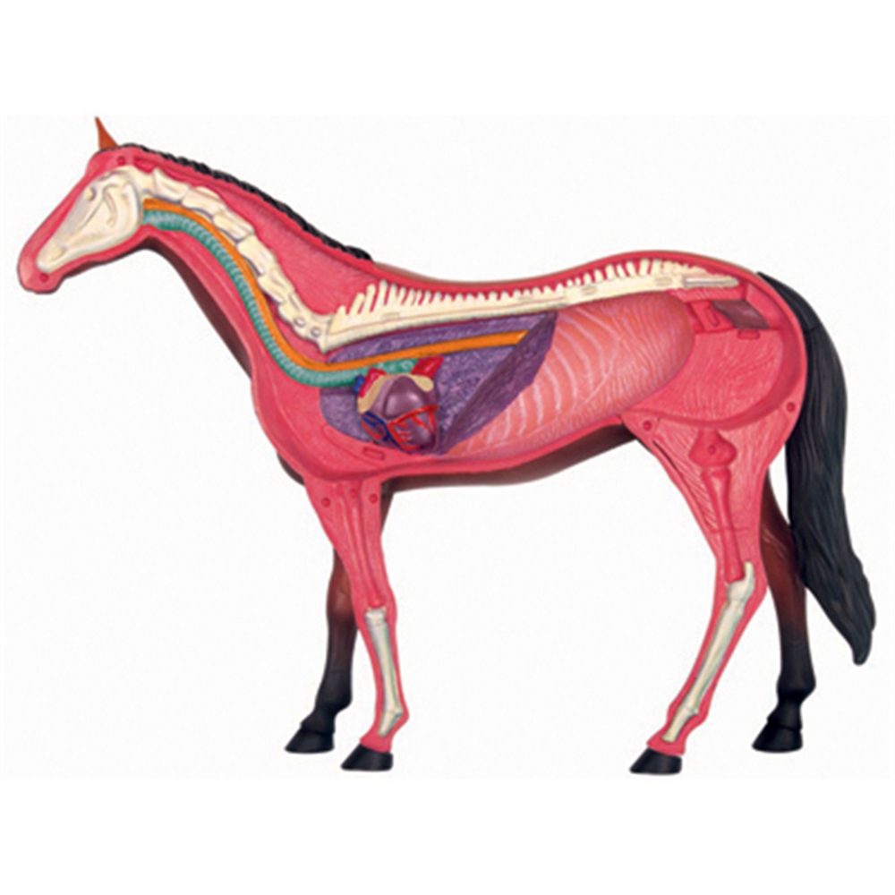 Modelo de anatomía de órganos  - Science Toys Diy reseña y precio